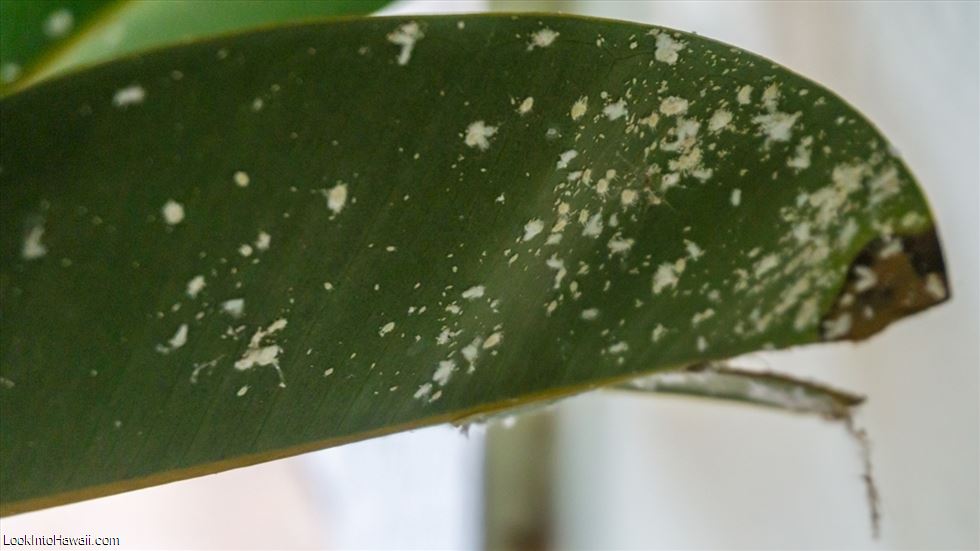How To Get Rid Of White Plant Mold